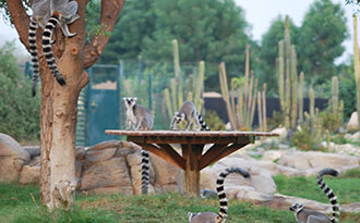 lemur park